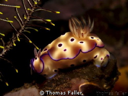 Posing Nudi / Bali, Tulamben / 25.05.2012 / Canon PowerSh... by Thomas Faller 